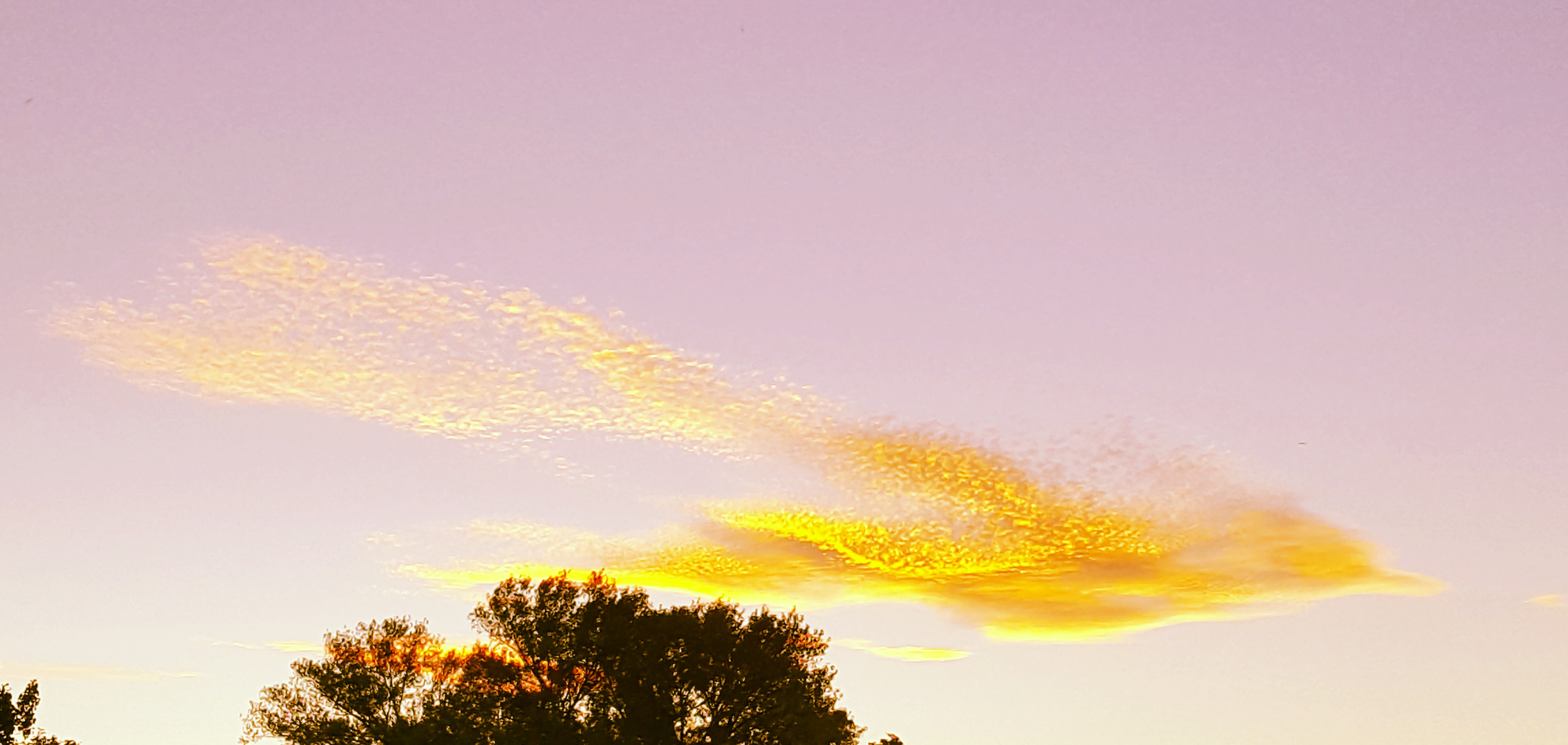 Oiseau lumineux